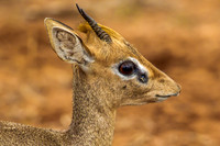 Dik Dik - Kirk's