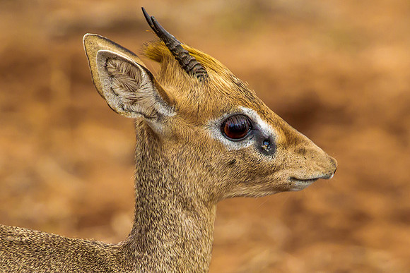 Dik Dik - Kirk's
