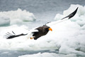 Japan Wildlife