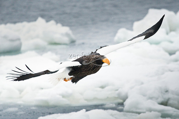 Steller's Sea Eagle