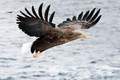 Japan Wildlife