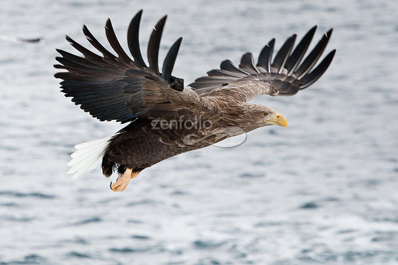 White-Tailed Sea Eagle