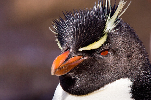 Rockhopper Penguin