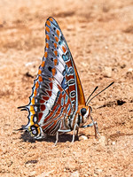 Butterfly - Foxy Emperor
