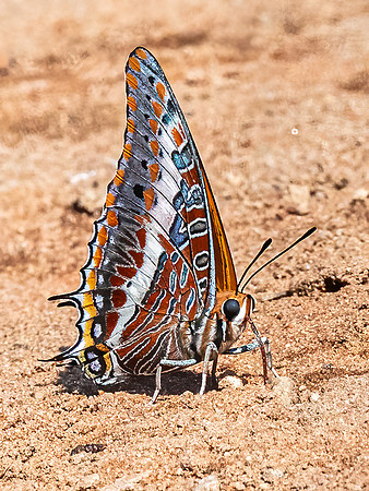 Butterfly - Foxy Emperor