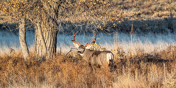 Mule Deer