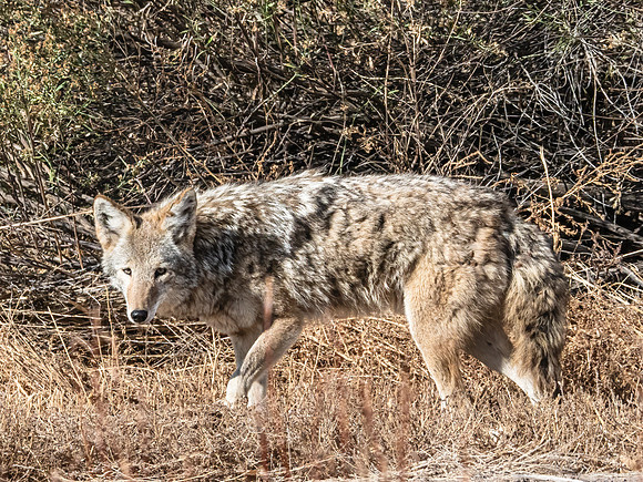 Coyote