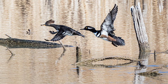 Hooded Mergansers