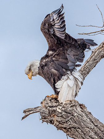 Bald Eagle