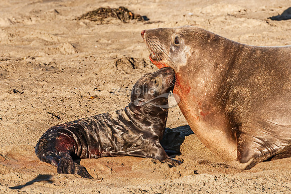 Northern Elephant Seal New Born Pup