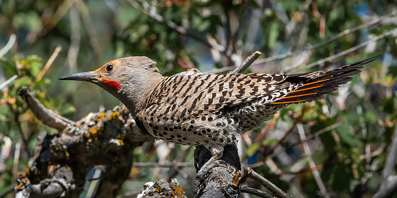 Northern Flicker