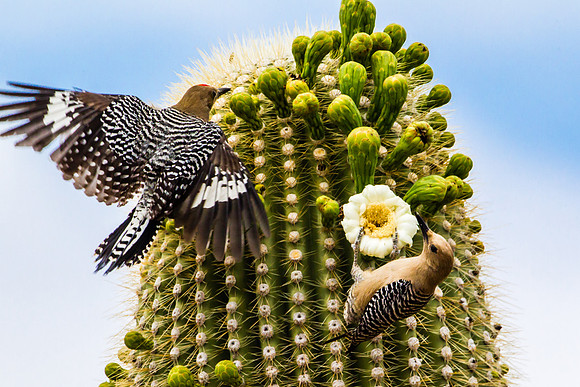 Gilded Flicker