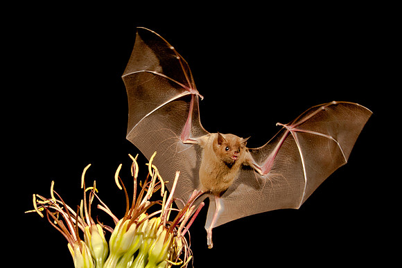 Pallid Bat