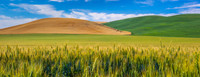 Hills of Wheat