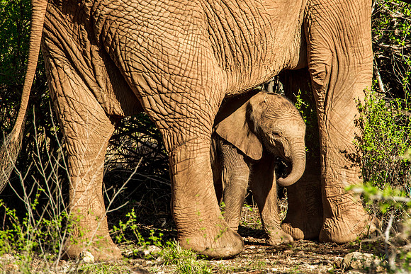 Elephant - Baby