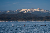 Orca Family