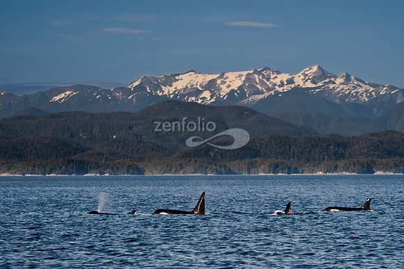 Orca Family