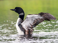 Common Loon