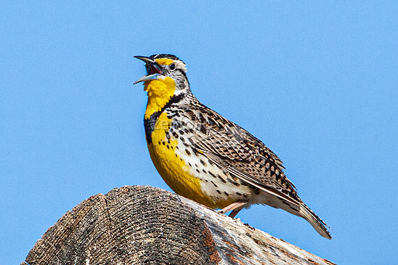 Western Meadowlark