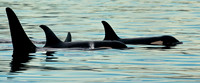 Small Pod of Orcas
