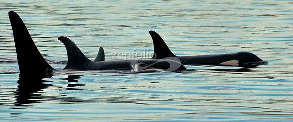 Small Pod of Orcas
