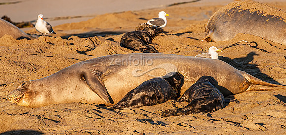 Northern Elephant Seal With Two Pups