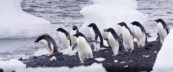 Adalie Penguins