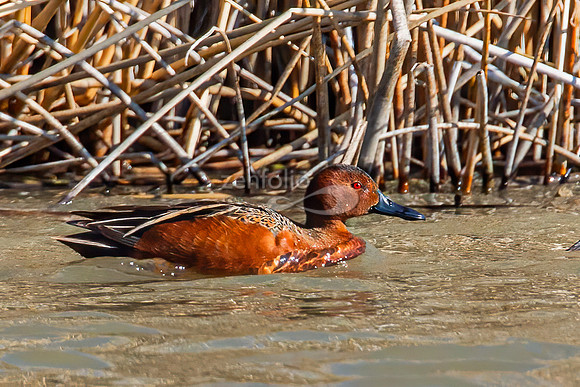 Cinnamon Teal