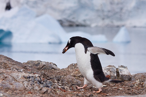 Gentoo Penguin