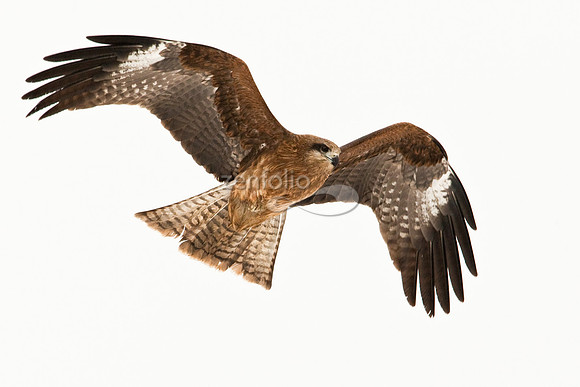 Black-Eared Kite