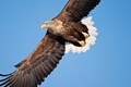 Japan Wildlife