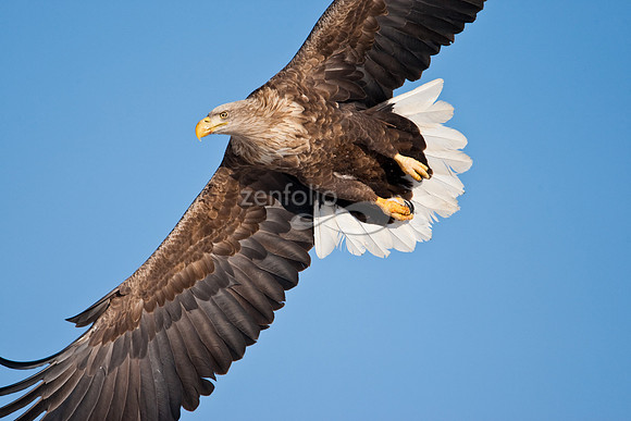 White-Tailed Sea Eagle