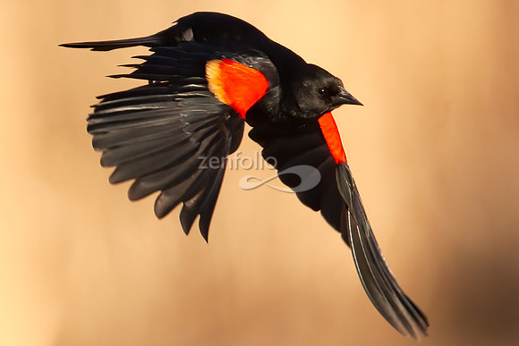 Red Winged Blackbird