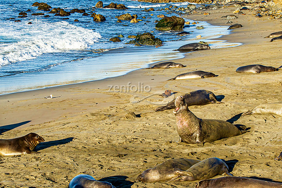 Beach Master Bull Elephant Seal