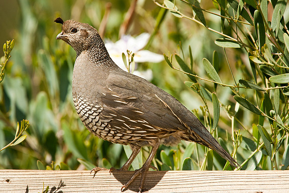 California Quail
