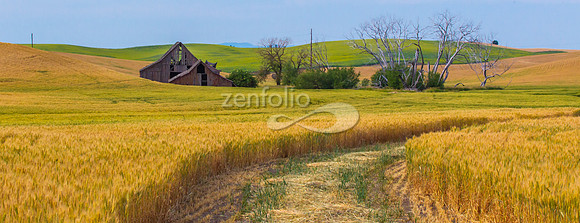 Wheat Field