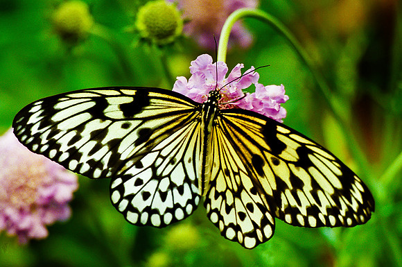 Paper Kite (aka Tree Nymph)