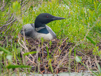 Common Loon