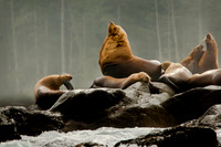 Male Sea Lion