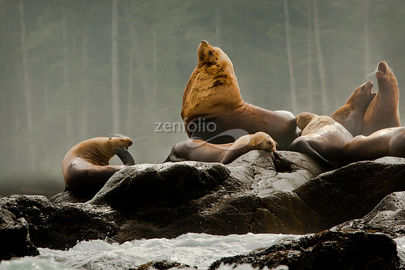 Male Sea Lion