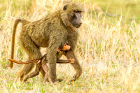 Baboon - Yellow