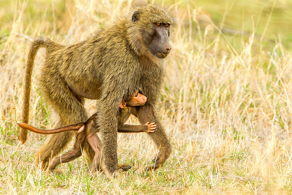 Baboon - Yellow