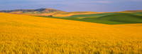 Vast Wheat Fields