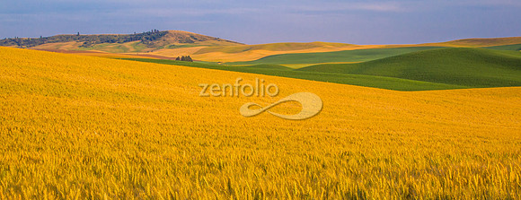 Vast Wheat Fields