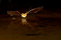 Bats