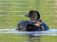 Common Loon