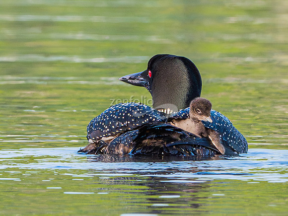 Common Loon