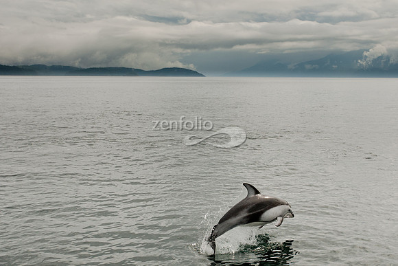 Pacific White Sided Dolphin
