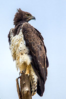 Eagle - Martial