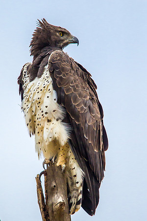 Eagle - Martial